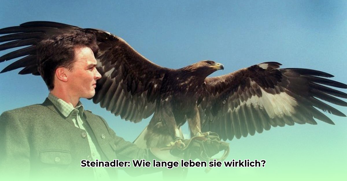 wie-alt-werden-steinadler